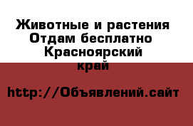 Животные и растения Отдам бесплатно. Красноярский край